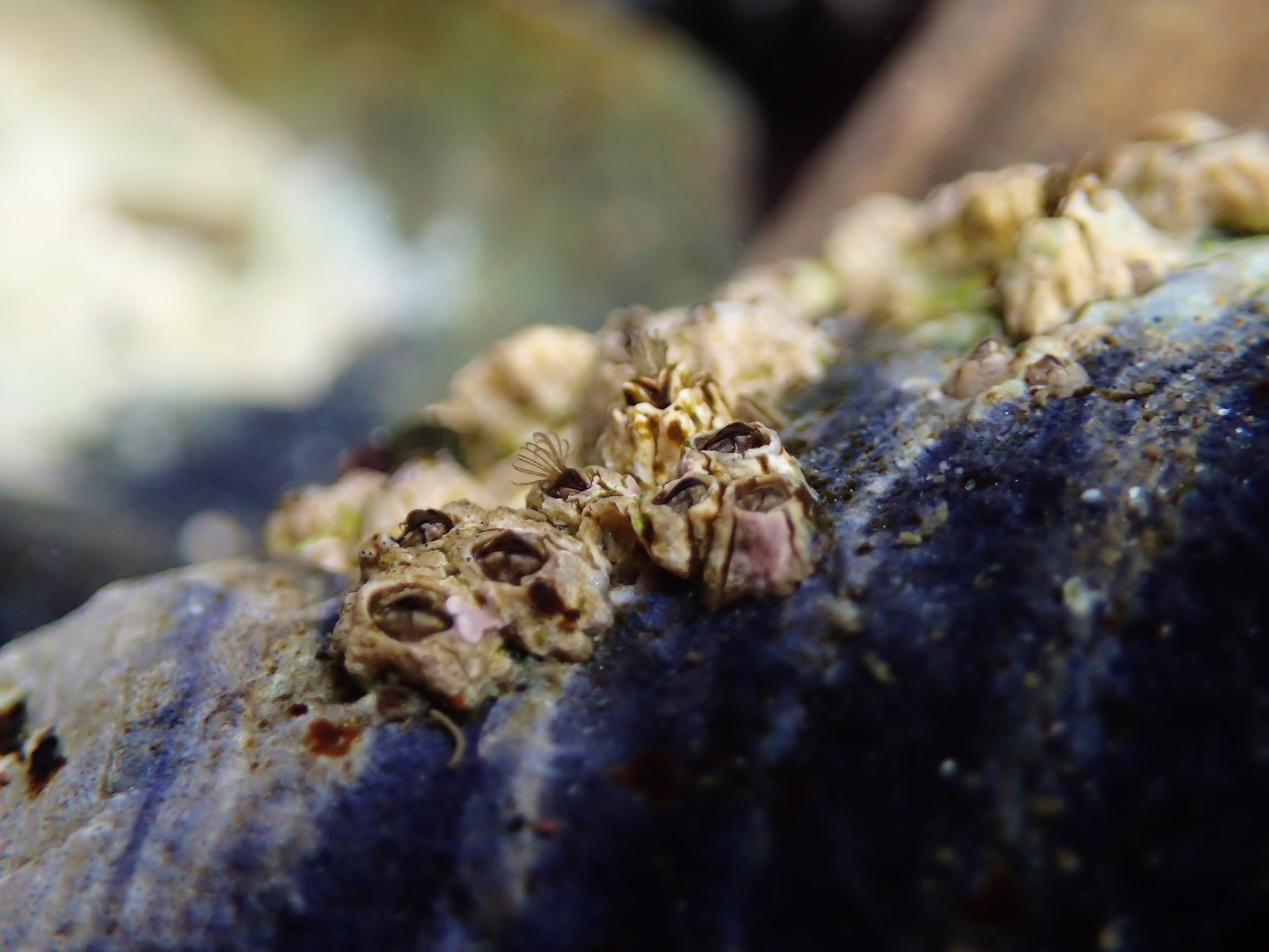 Yaquina Head tide pools, barnacles (27235100076).jpg