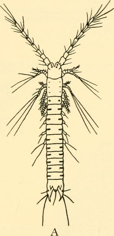 A line drawing of a dorsal view of a small animal with many segments and appendages.