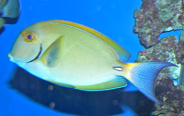 Adult ornate surgeonfish