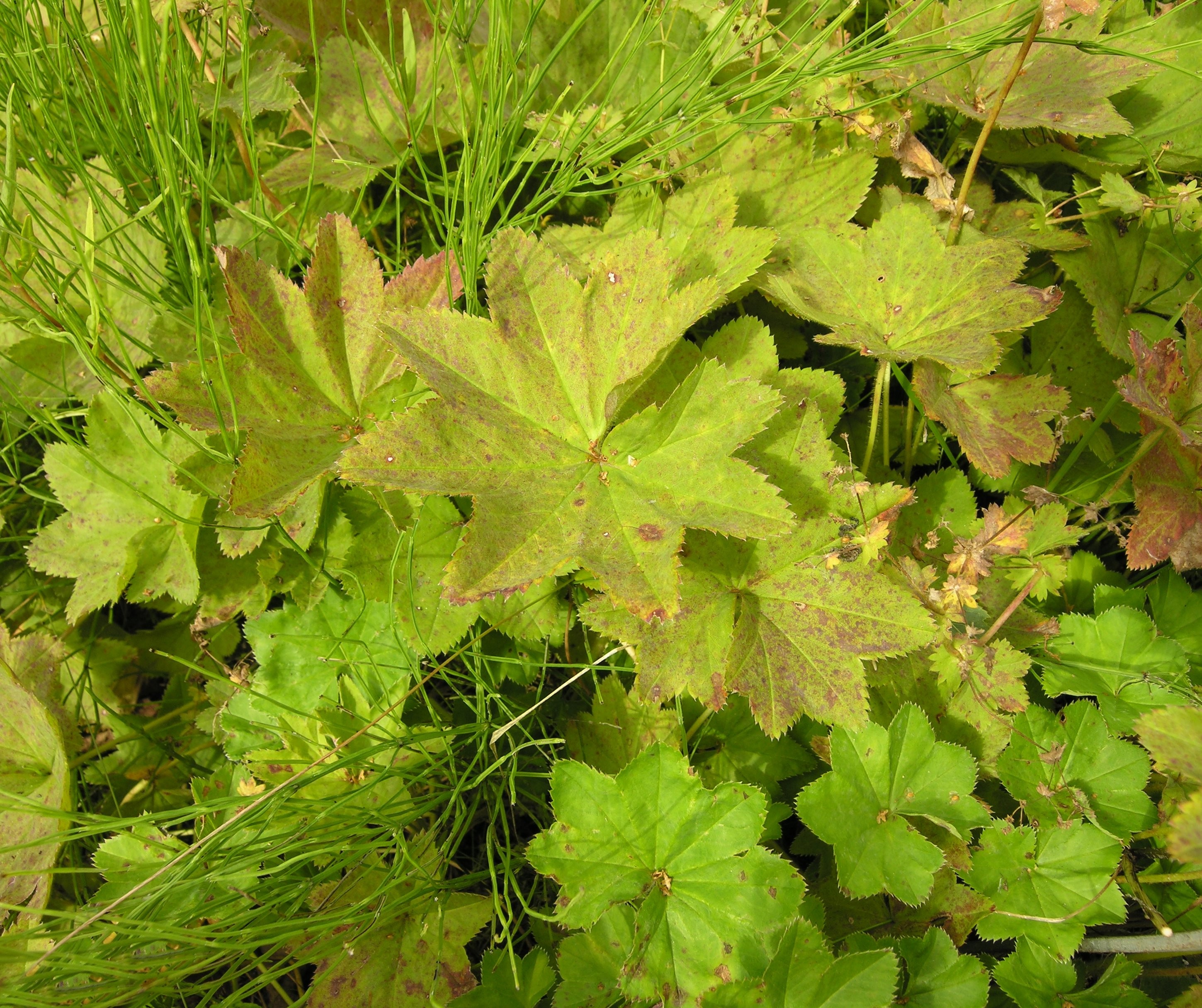 Alchemilla vulgaris