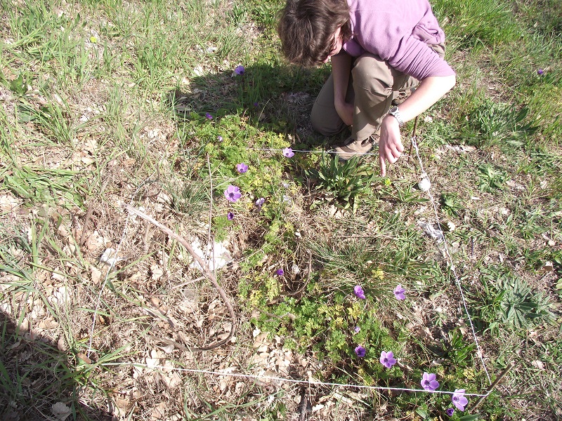 File:Anemone coronaria Les Croisières Comptage le 13032014.jpg