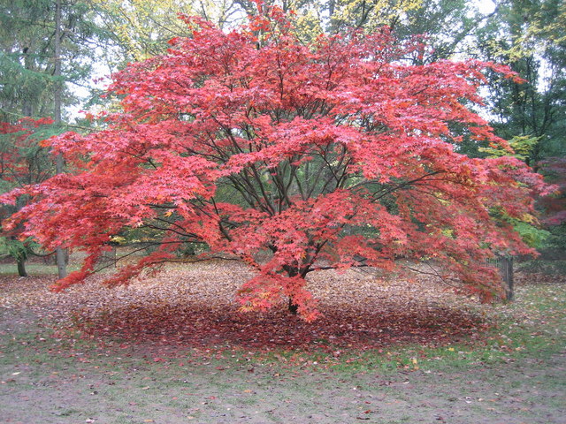 File:Another magical autumn in Acer Glade, 2006 - geograph.org.uk - 496077.jpg