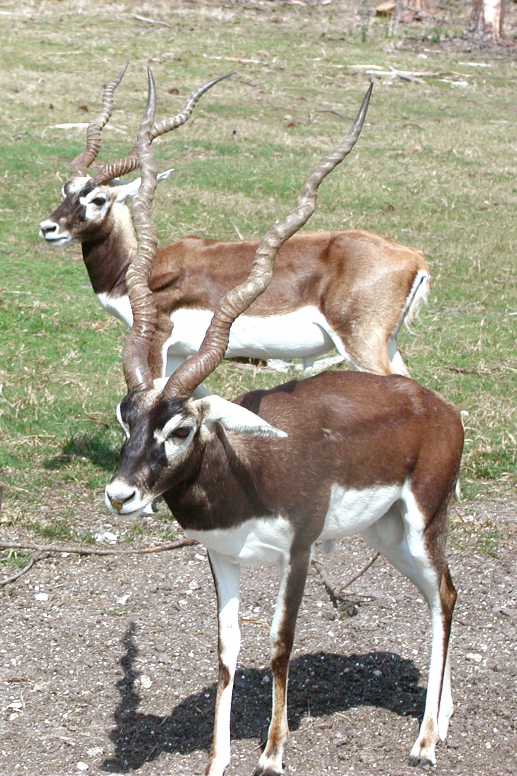 antilop