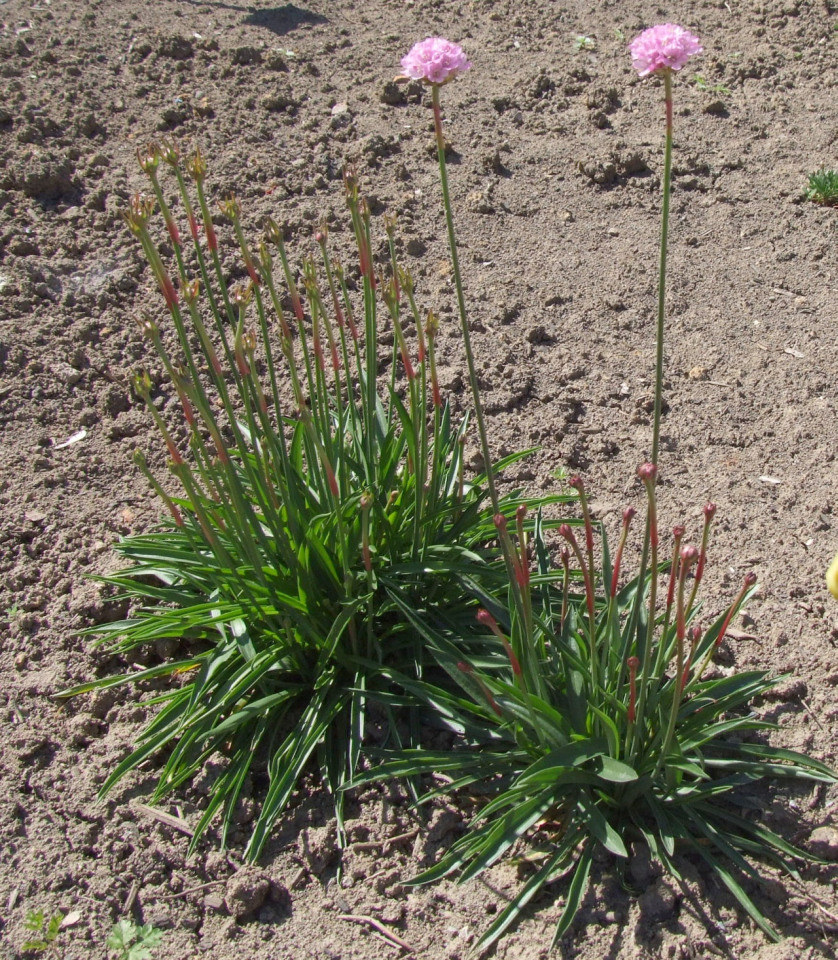 Armeria alliacea