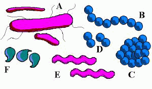 Bacteria shape.png