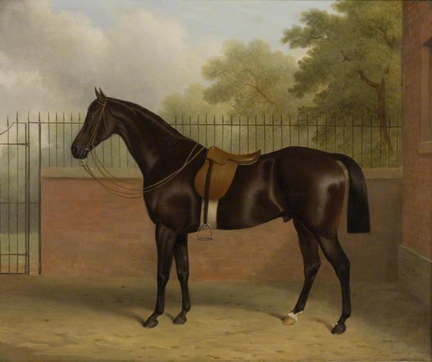 File:Bay Stallion by John Paul.jpg