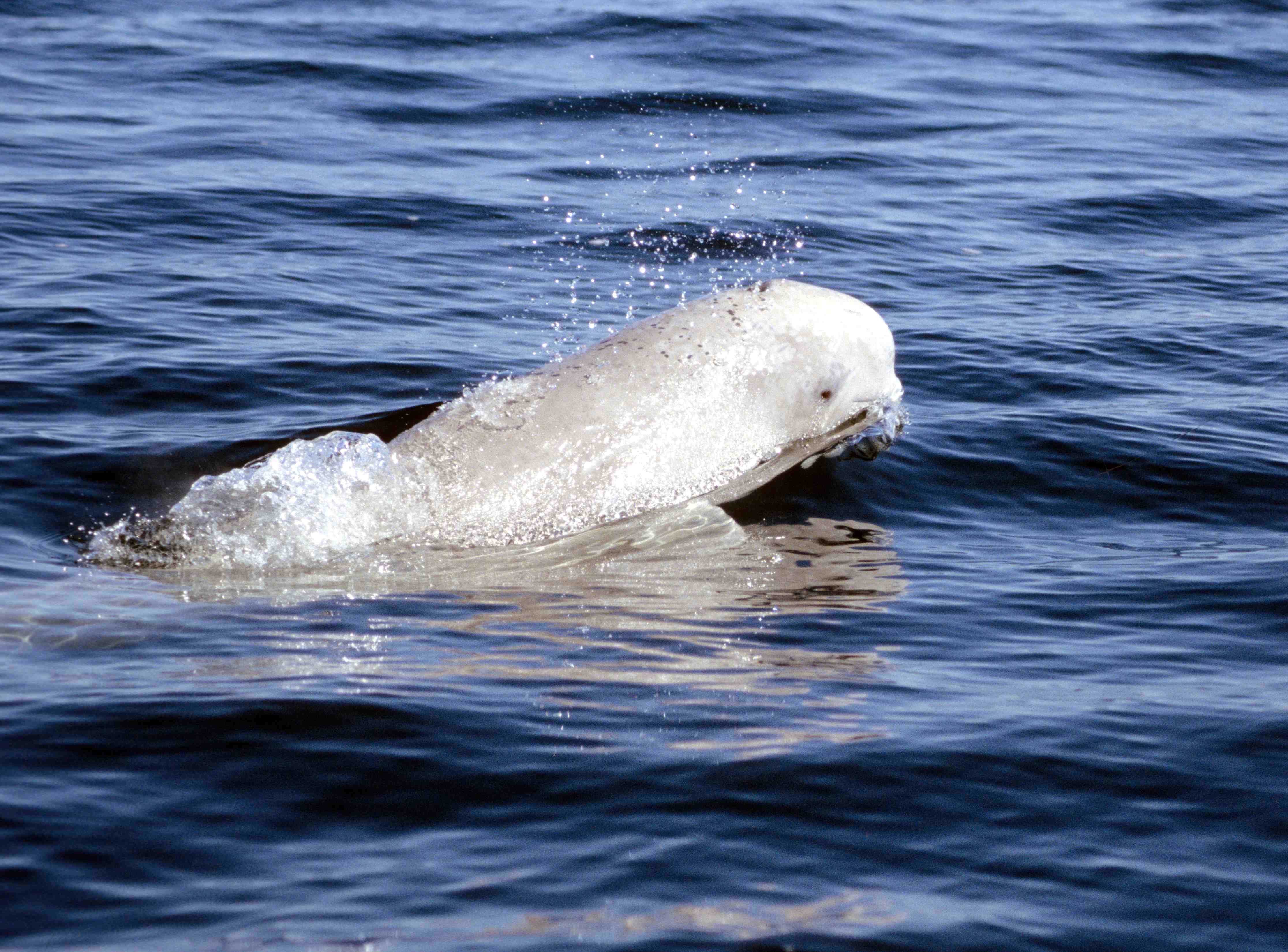 Beluga Whale Delphinapterus leucas (Pallas, 1776)