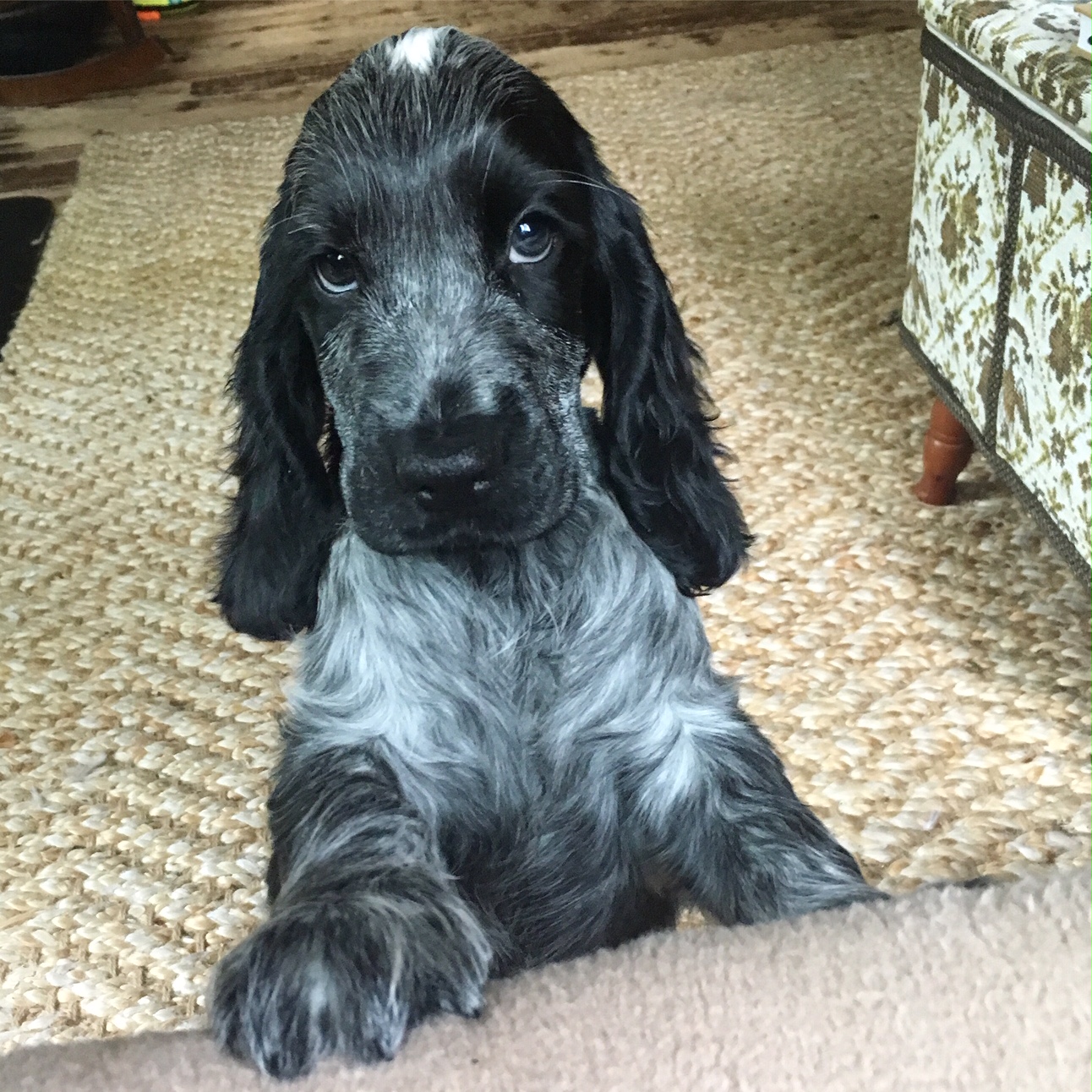 the english cocker spaniel