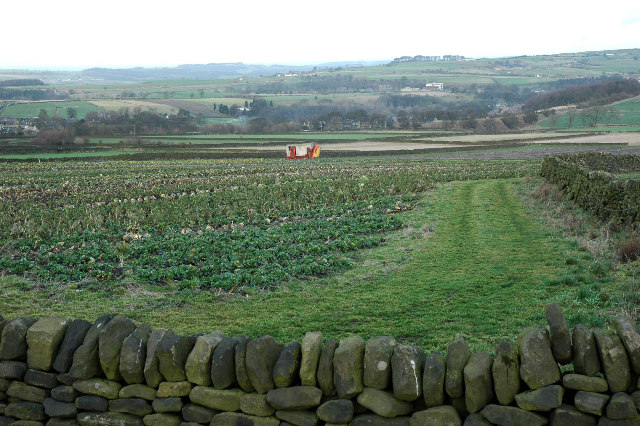 File:Brassicas above Penistone - geograph.org.uk - 110228.jpg