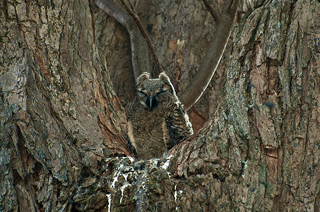 File:Bubo virginianus -Extrema, Minas Gerais, Brazil -chick-8.jpg