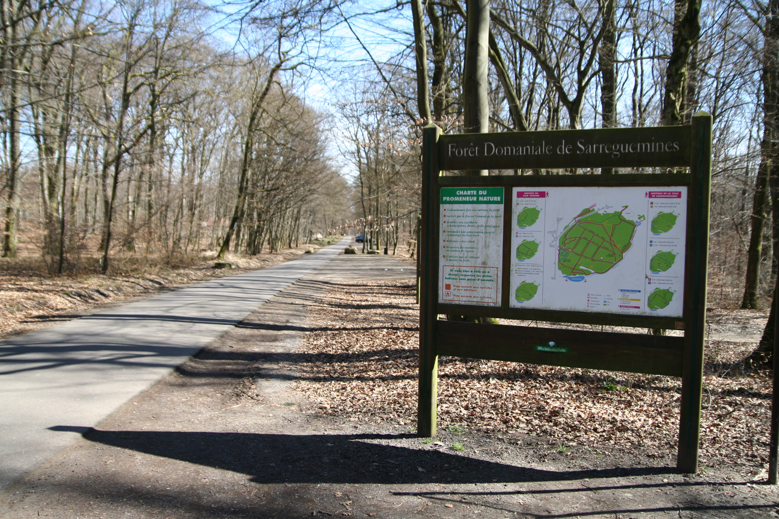 FORÊT DU BUCHHOLZ  France Grand Est Moselle Sarreguemines 57200