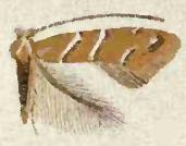 <i>Cameraria aesculisella</i> Species of moth