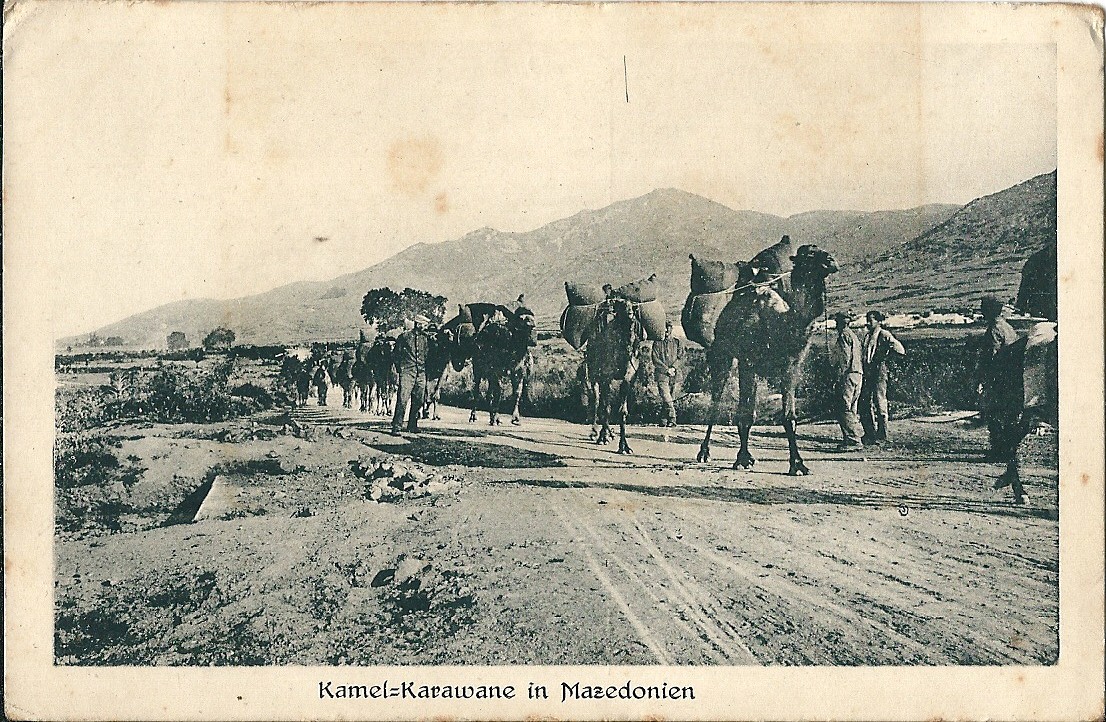 File Caravane Chameaux Macedoine 1919 Jpg Wikimedia Commons