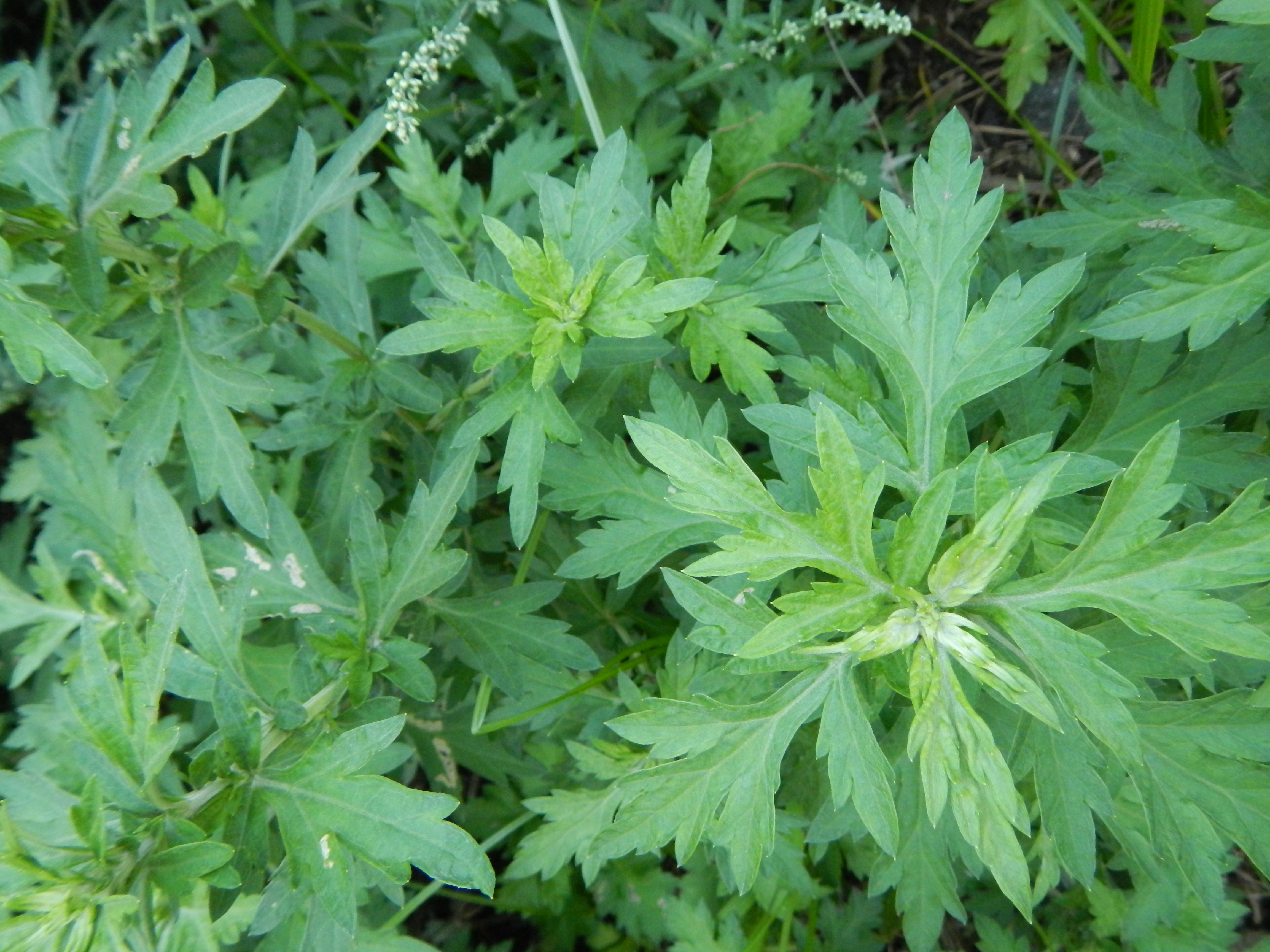 Полынь обыкновенная. Полынь обыкновенная Artemisia vulgaris l.. Mugwort (Artemisia vulgaris) Полынь обыкновенная.. Полынь обыкновенная чернобыльник листья. Artemisia vulgaris (Артемизия вульгарис) Полынь обыкновенная.