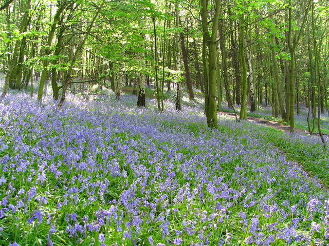 File:Chevet - Newmiller Dam Country Park.jpg