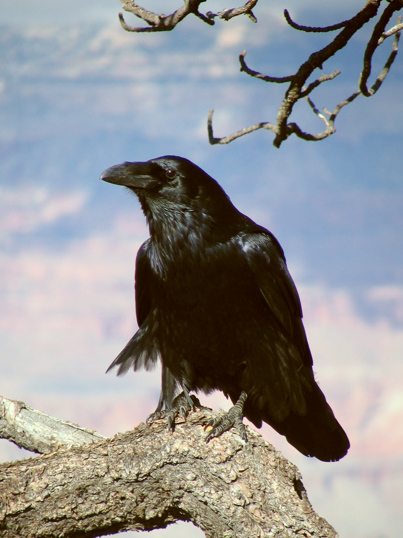 Как выглядит ворона. Corvus Corax птица. Воробьинообразные ворон. Белоклювый ворон. Ворона меланист.