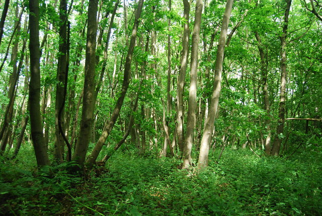 File:Coppicing, Greatpark Wood - geograph.org.uk - 3133663.jpg