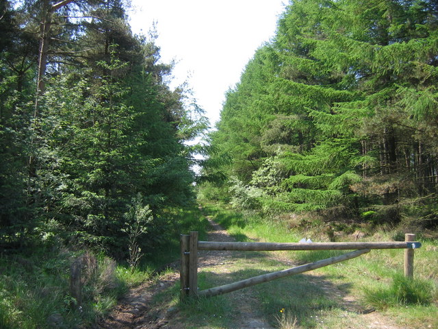 Cropton Forest Track - geograph.org.uk - 185929