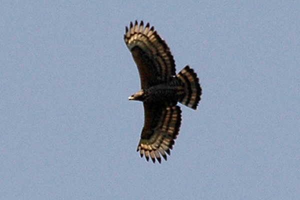 File:Crownedeagle.jpg