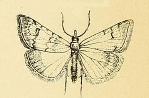 File:Cybalomia lutosalis.JPG