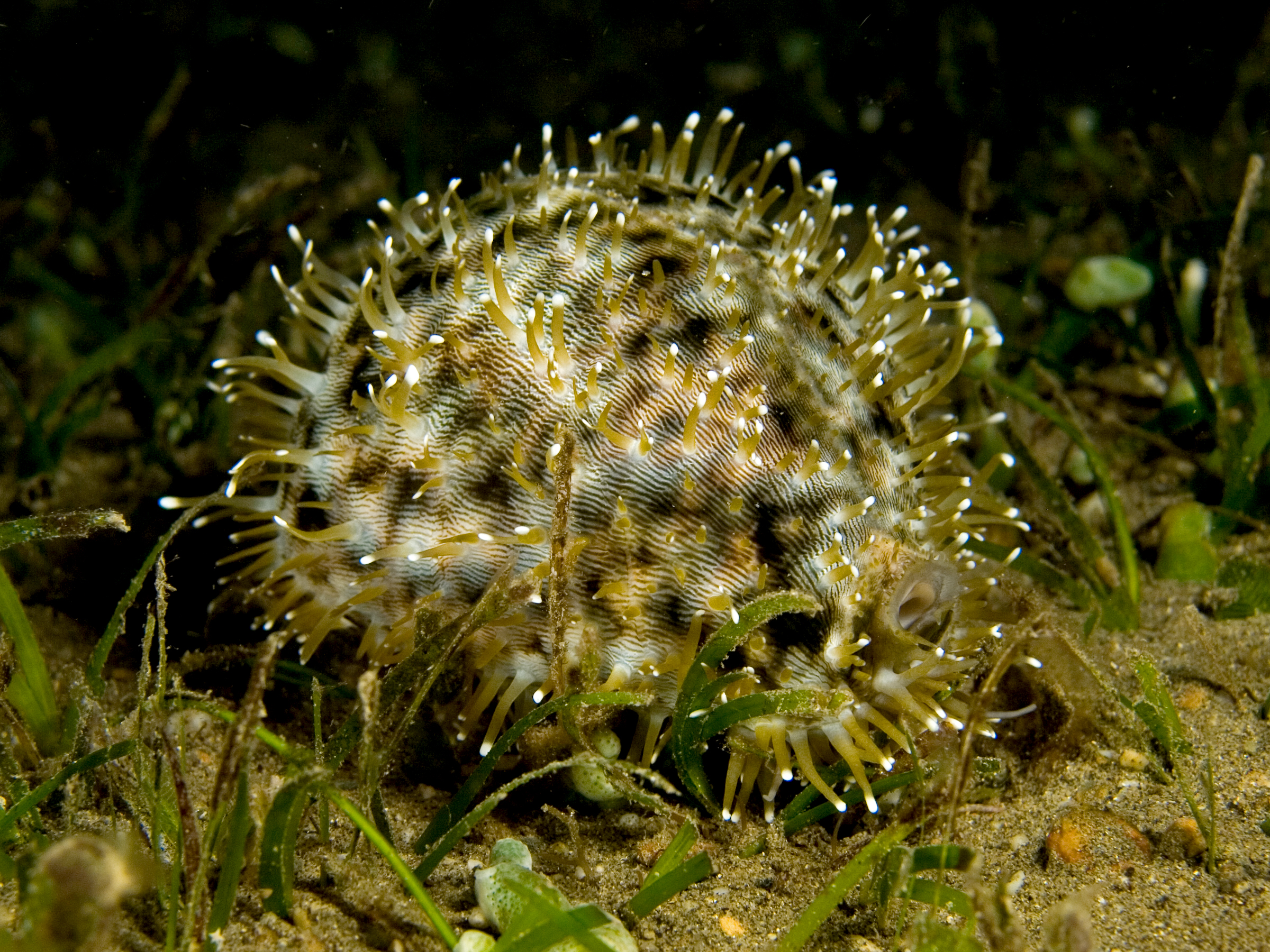 タカラガイとウズラミヤシロガイ  貝殻セット　インテリア