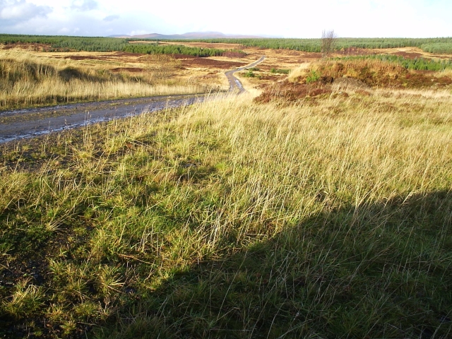 File:Dalchork Wood - geograph.org.uk - 78420.jpg