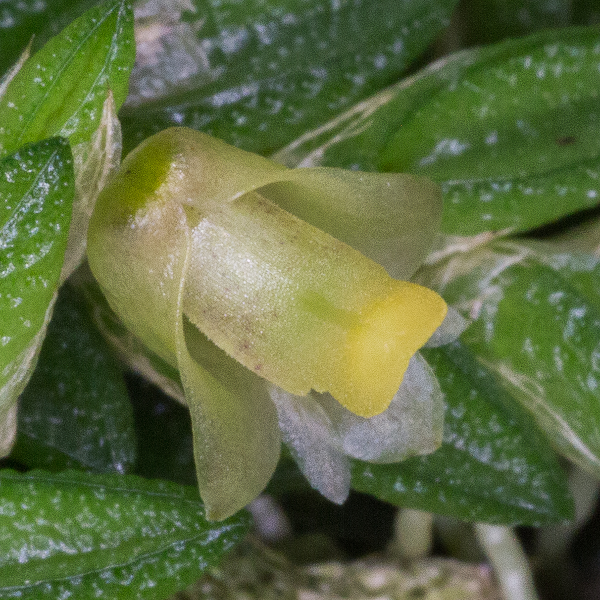 Dendrobium toressae - detail.jpg. 