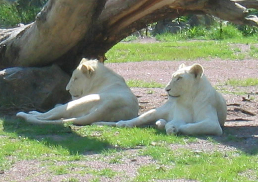 File:Deux lions blancs.jpg