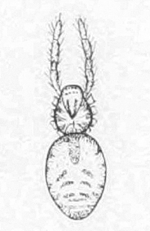 <i>Dorymetaecus</i> Genus of spiders