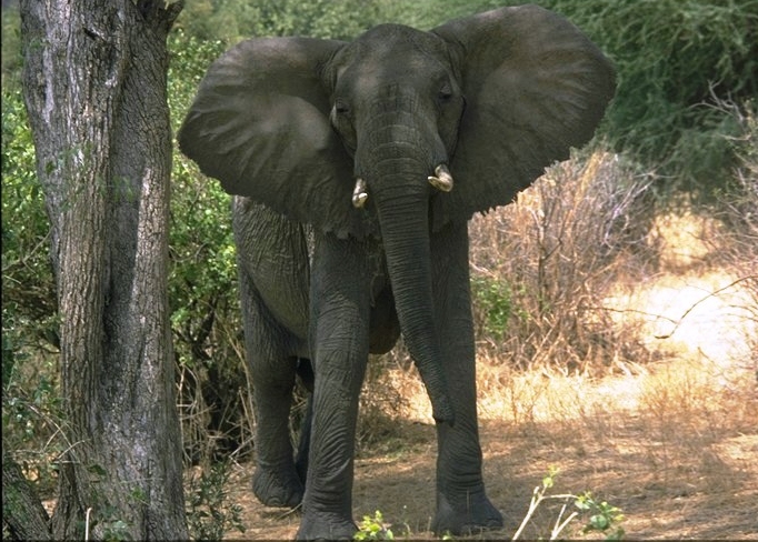 File:Elefante Lake Manyara Park.jpg