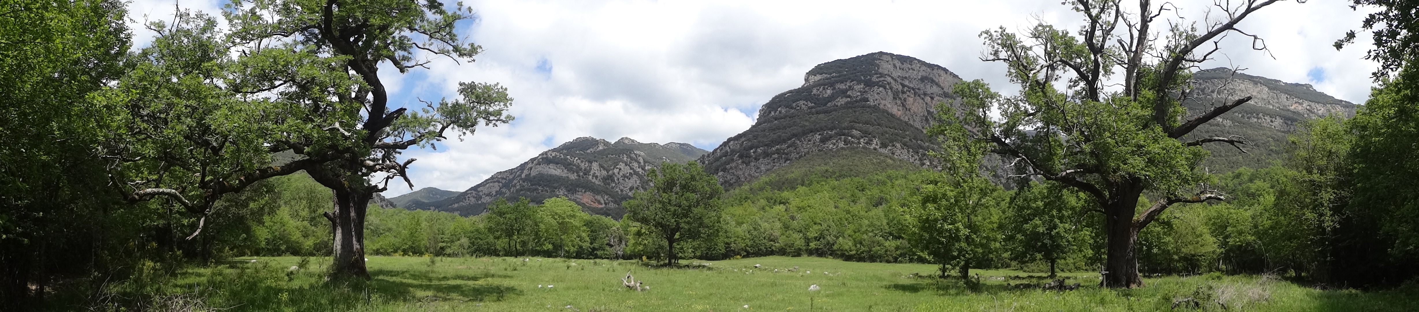 View of Roures d'Ormoier, two oaks labelled as heritage trees in the protected area L'Alta Garrotxa, by Isidro Jabato
