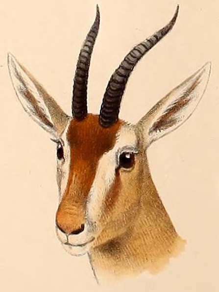 Red Gazelle Wikipedia