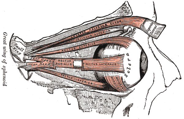 File:EyeMuscles.gif