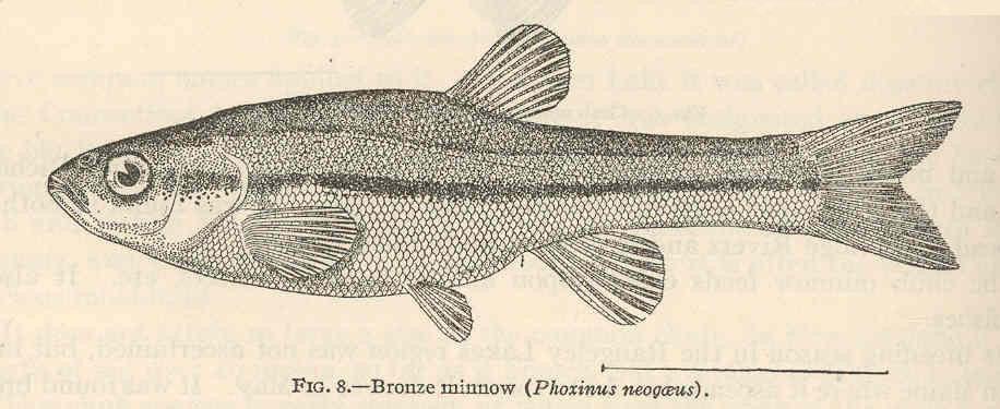 Phoxinus Bronze Treble Hooks - Freshwater and saltwater/sea