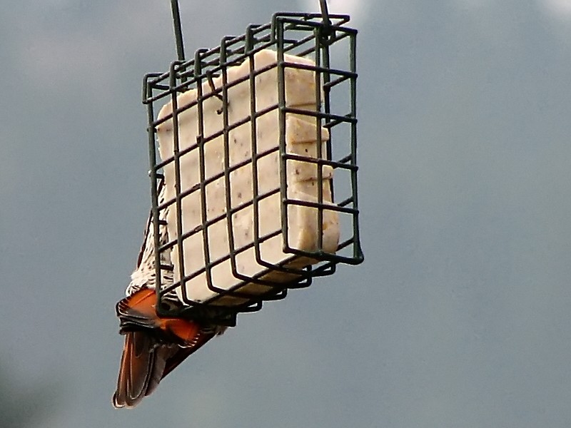 File:Flicker tail and suet.jpg