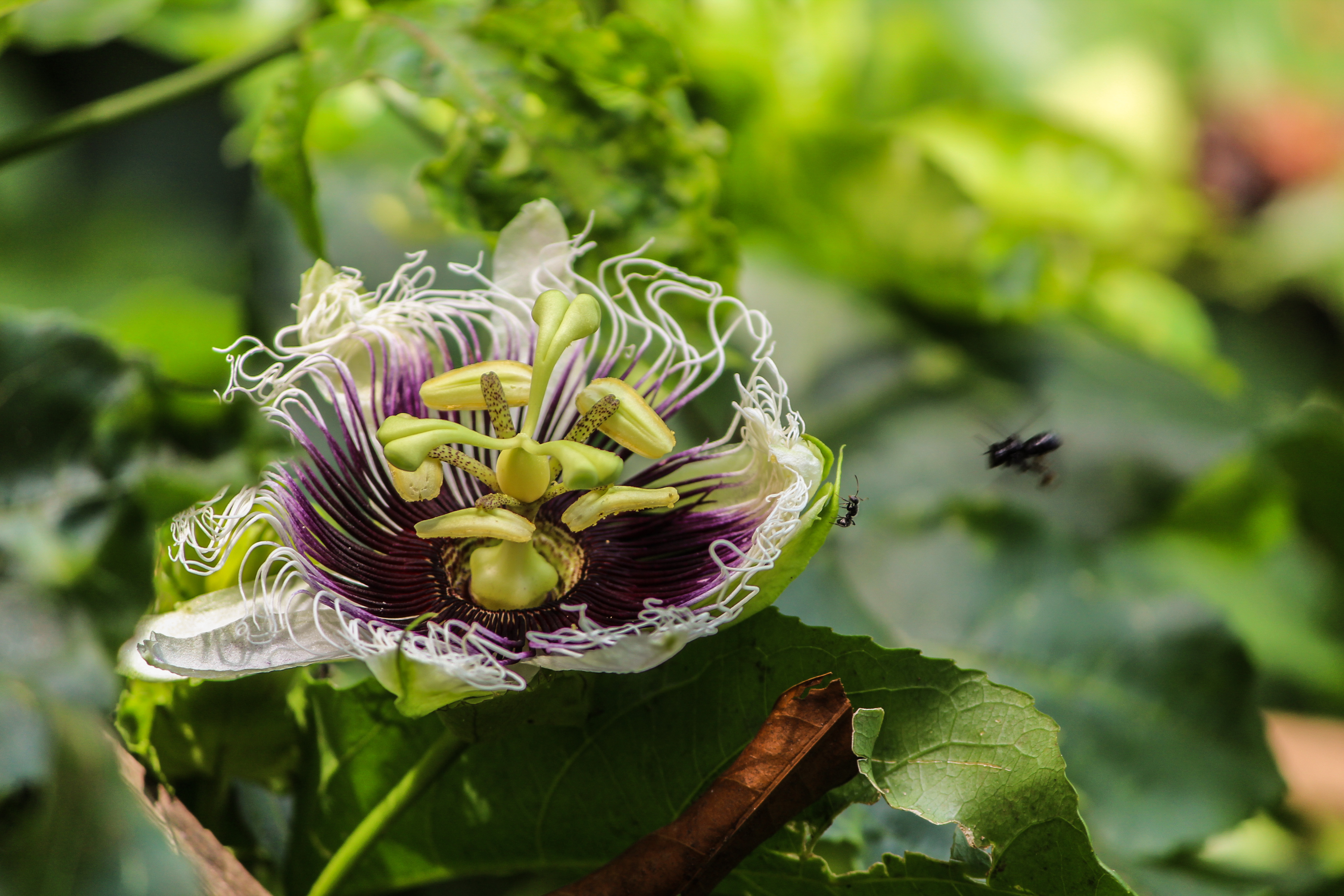 Flor de pascua: cuidados en verano