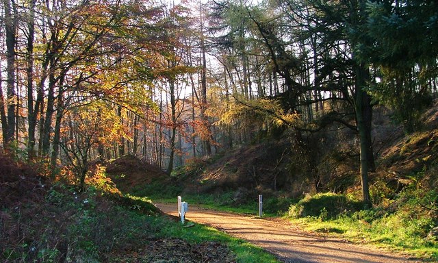 Forest Track and Gate, Hutton Lowcross - geograph.org.uk - 281575