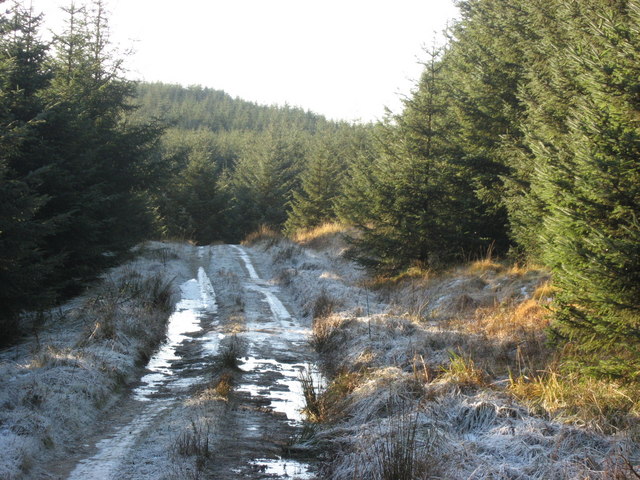 File:Forest track near Round Hill - geograph.org.uk - 1116859.jpg