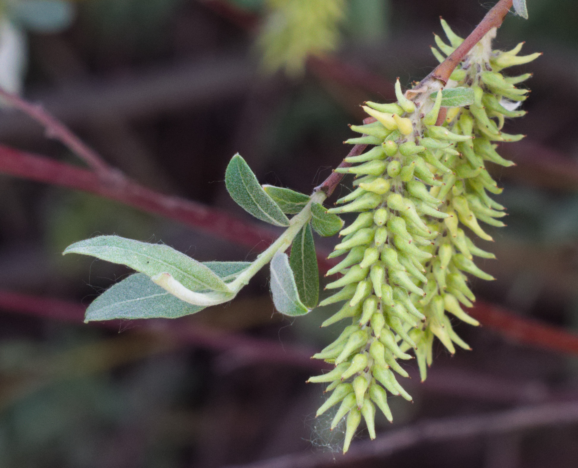 Salix caprea РїР»РѕРґС‹