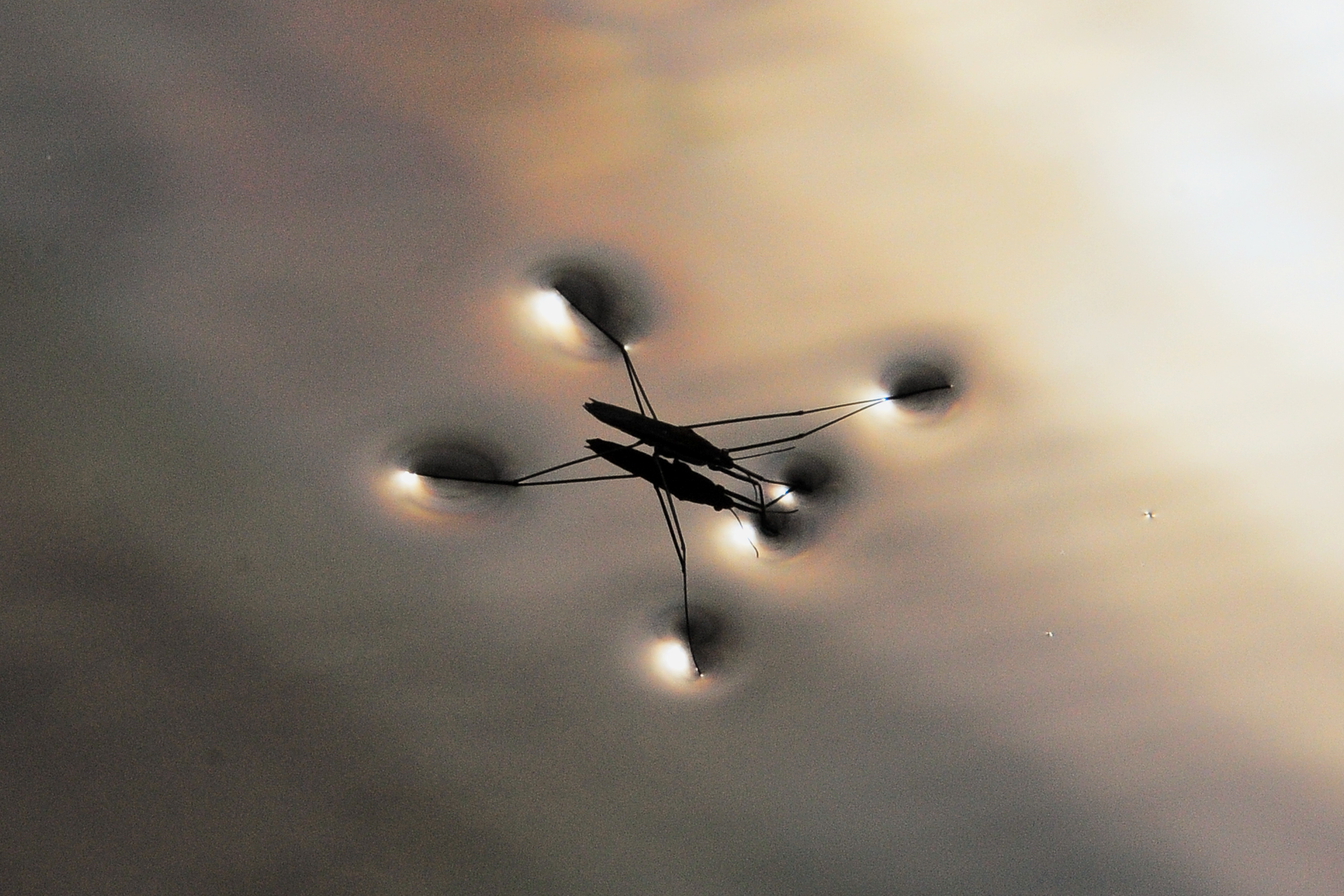 surface tension water strider