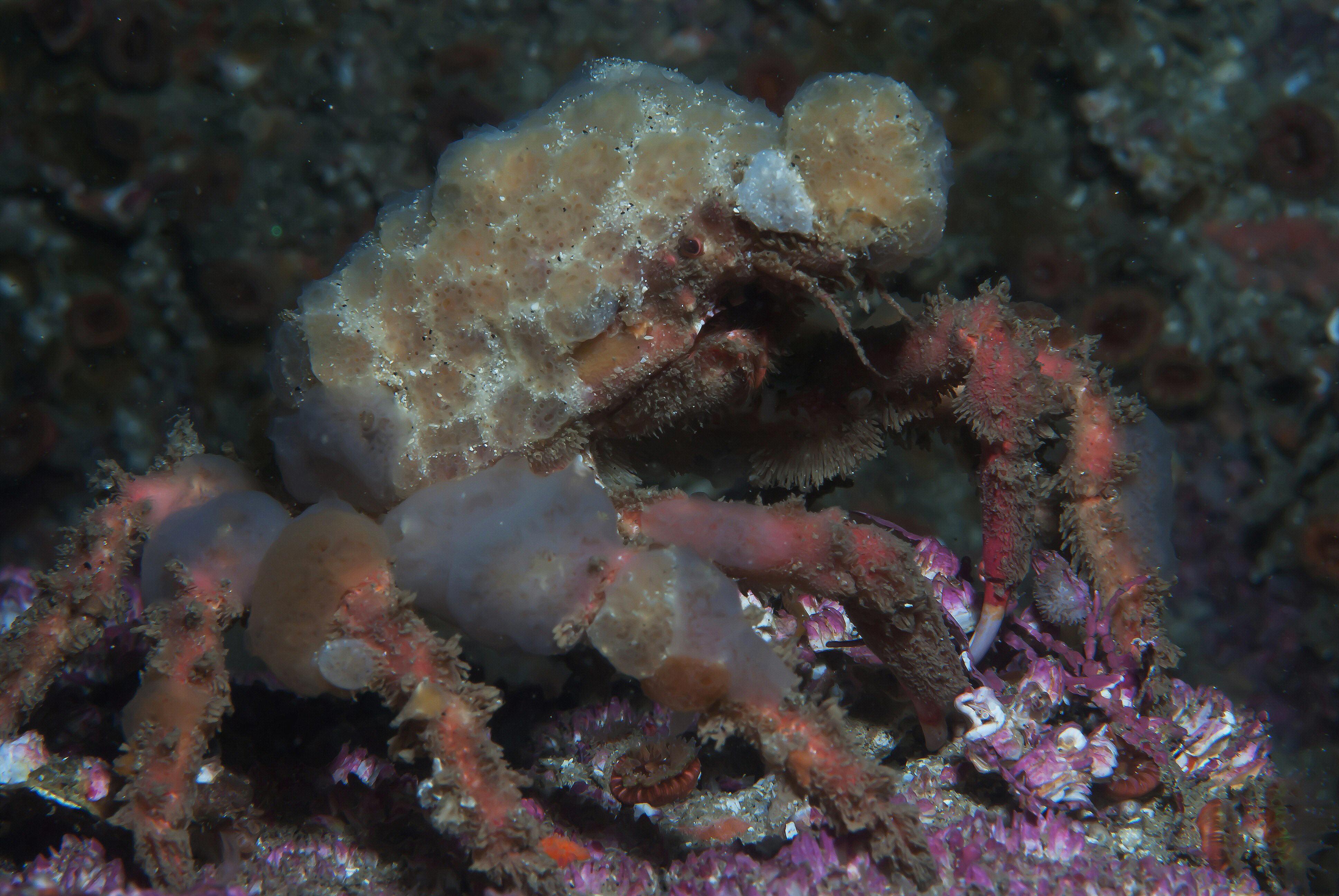 Decorator crab - Wikipedia