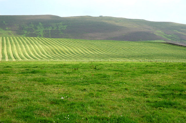 File:Grass cut for silage on Swannay Farm land - geograph.org.uk - 236716.jpg