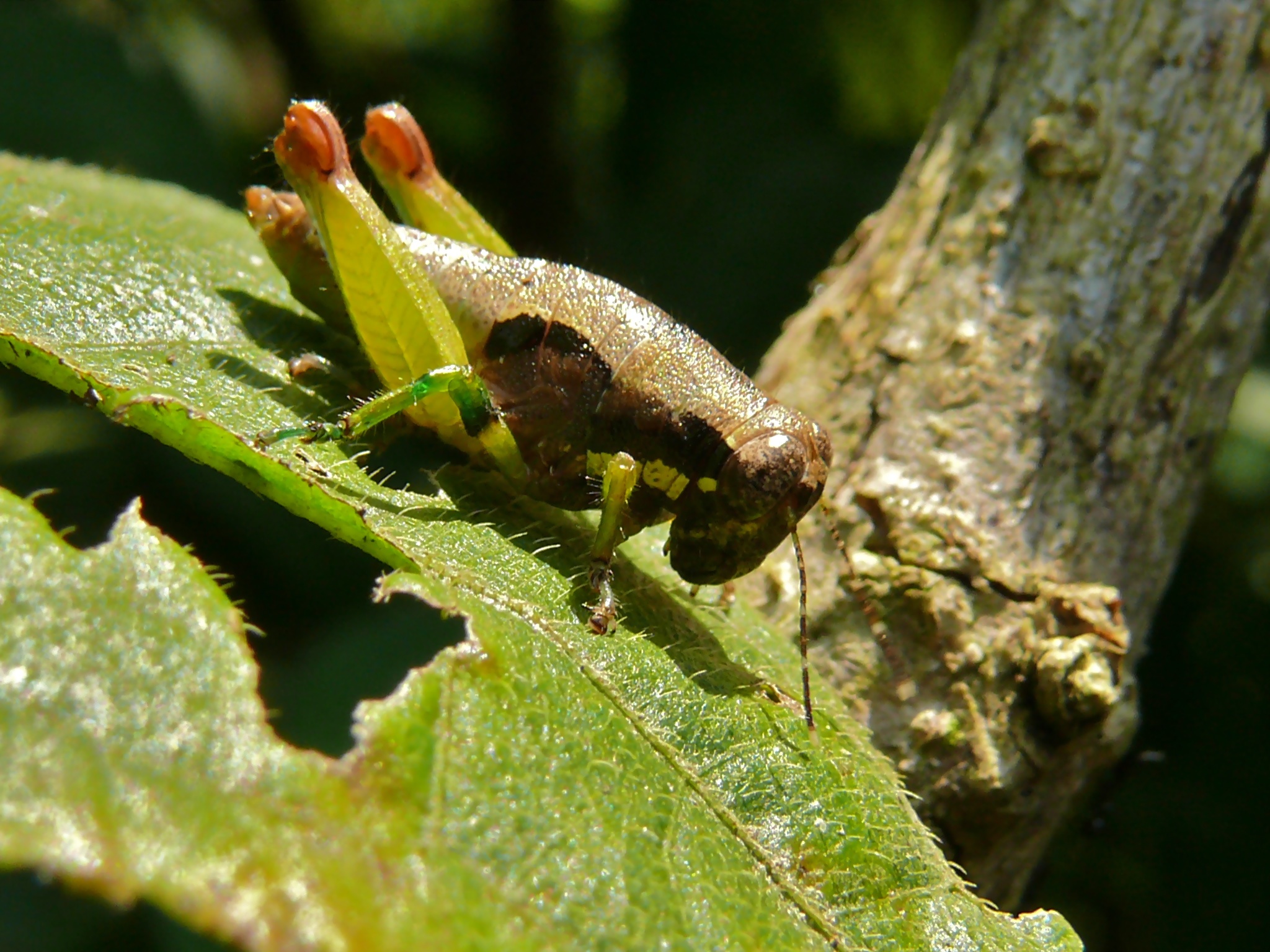 Grasshopper (6927665278).jpg