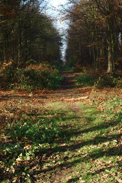 Heath Wood barrow cemetery