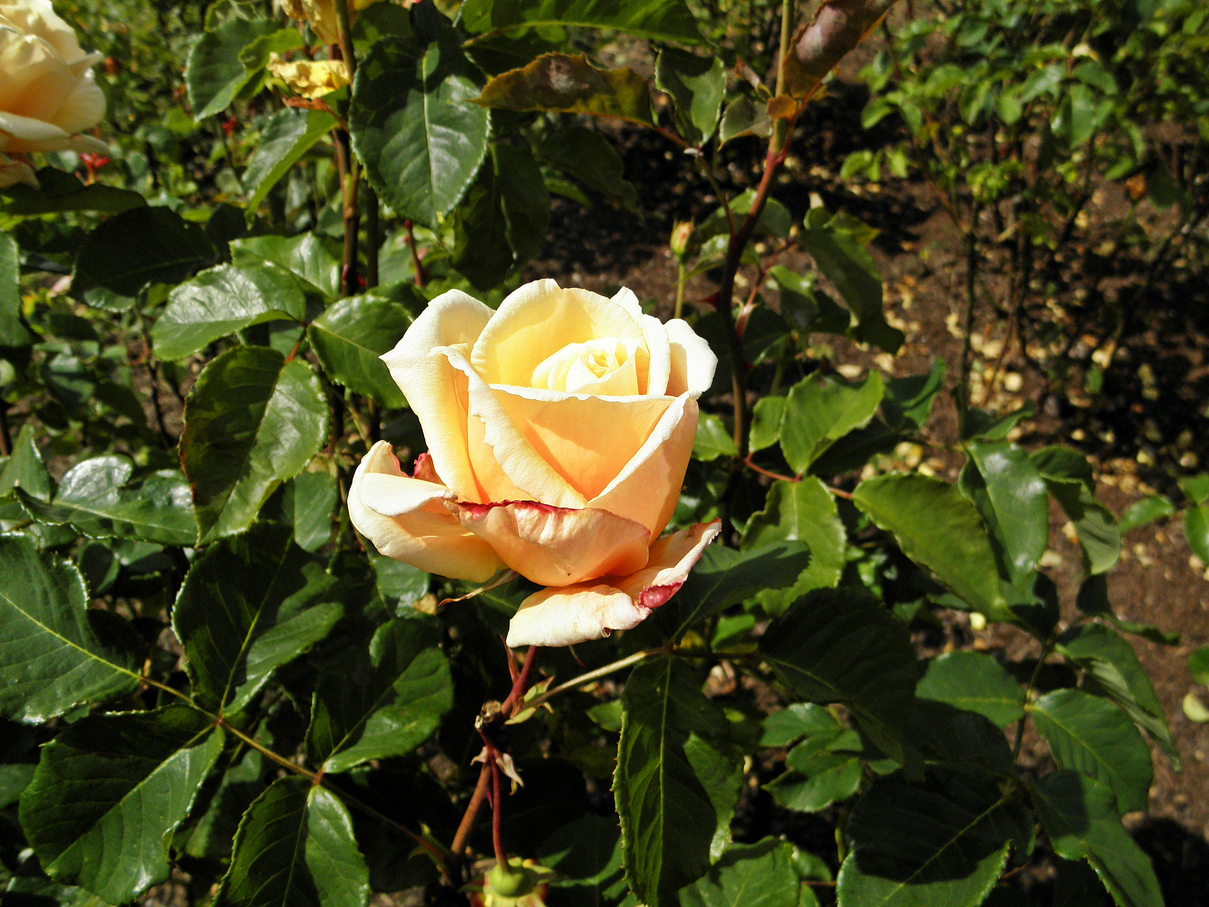 Даймонд джубили роза фото и описание