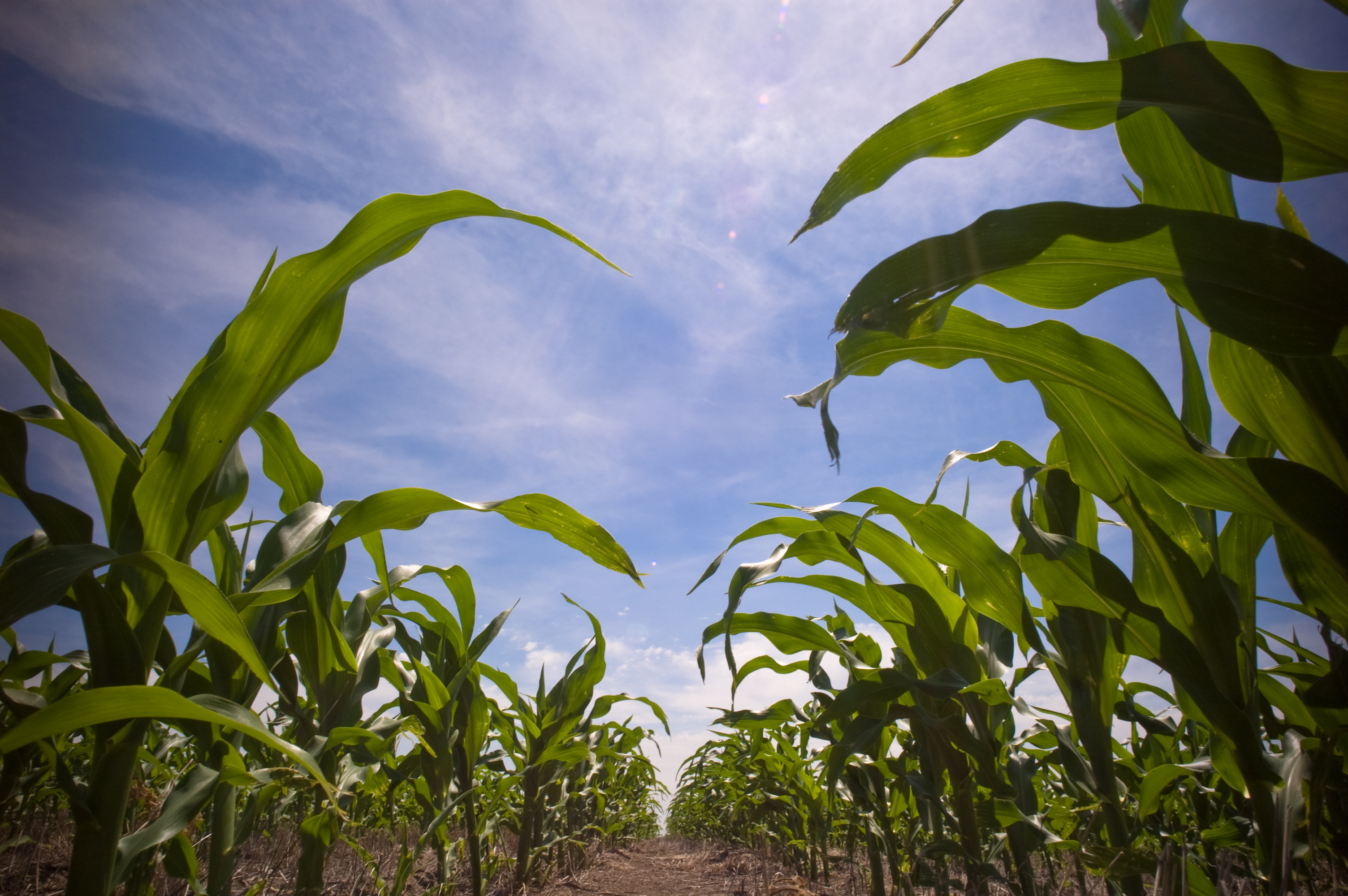 File:In the corn field.jpg - Wikimedia Commons