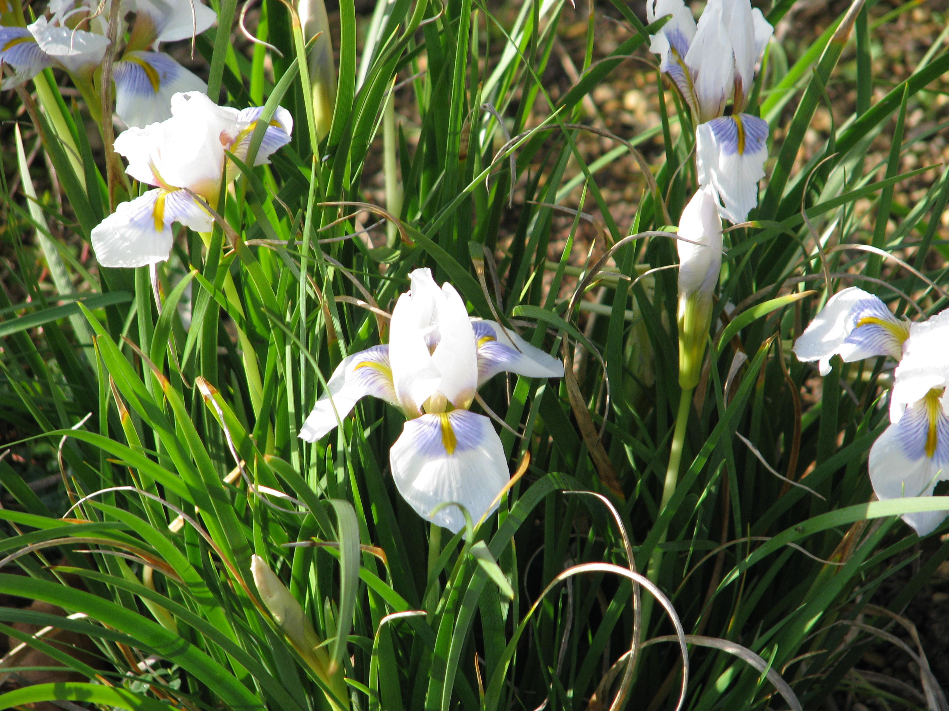 Iris unguicularis Peloponnese Snow (12149652005).jpg