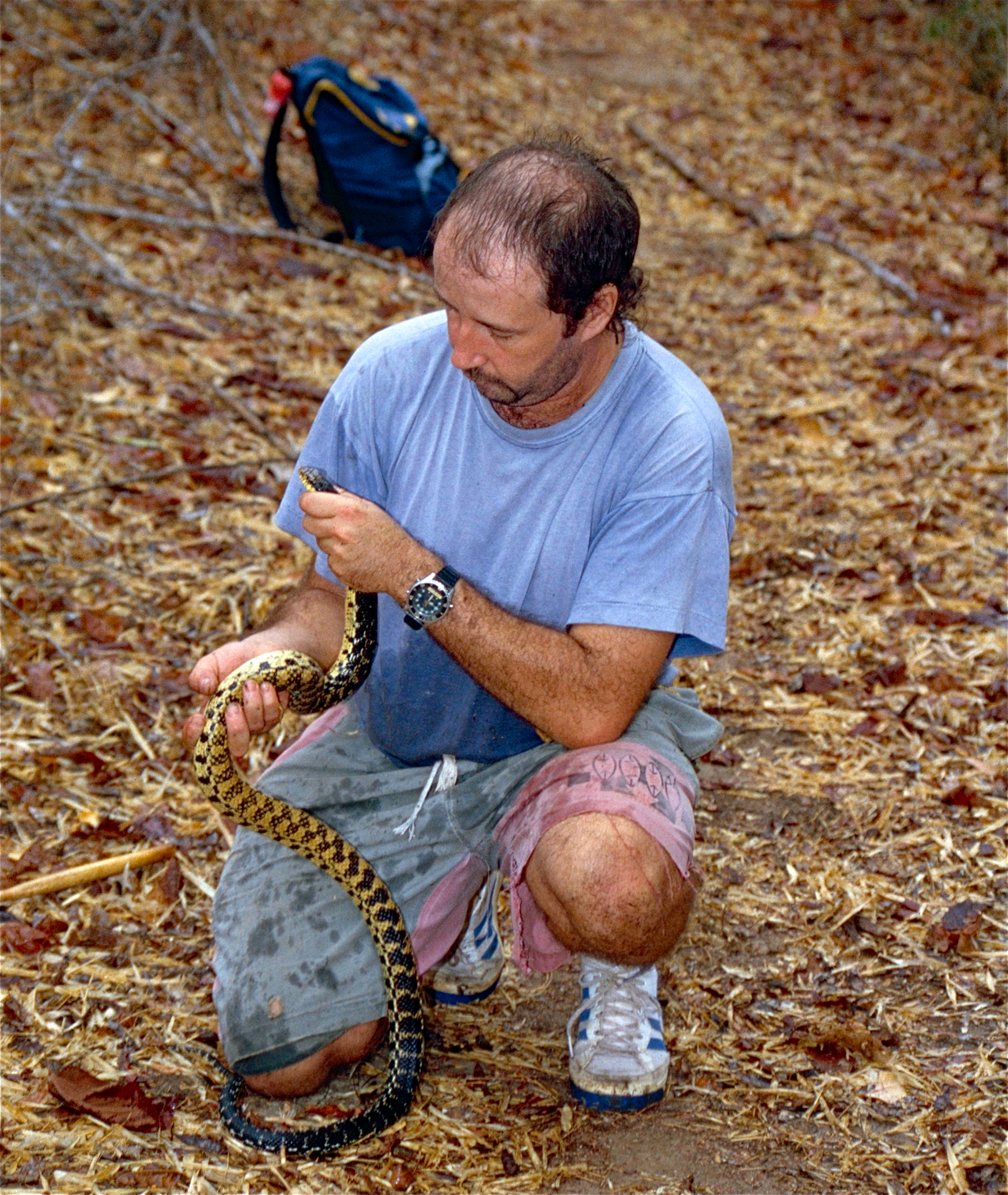 Jean NICOLAS with a Malagasy Giant Hognose Snake (Leioheterodon madagascariensis) (10275321245).jpg