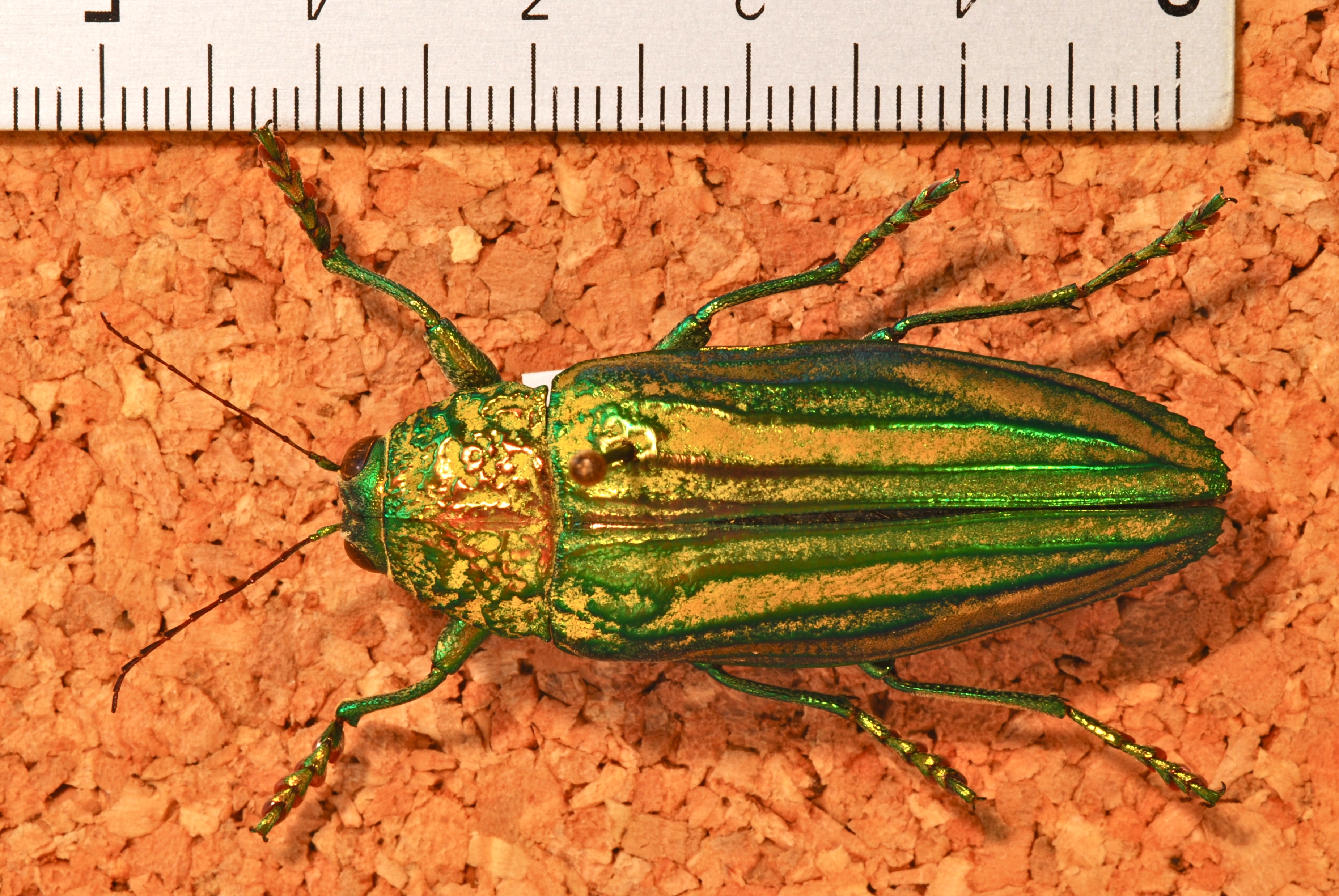 Jewel Beetle (Pseudotaenia frenchi) (8227731666).jpg