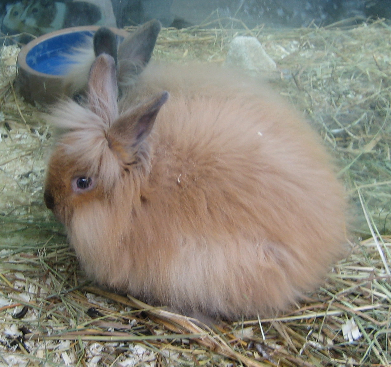 File Jielbeaumadier Lapin Nain Angora Paris 07 Jpeg Wikimedia Commons